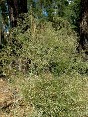 Gypsophila paniculata