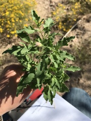 Chamaesaracha sordida