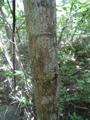 Terminalia macrostachya