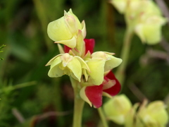 Pterygodium catholicum