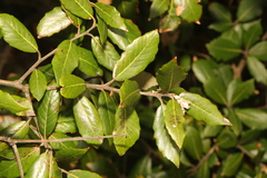 Quercus ilex