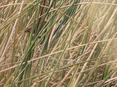 Phleocryptes melanops