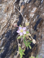Spergularia rupicola