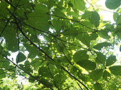 Terminalia macrostachya