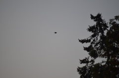 Streptopelia decaocto