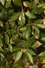 Quercus ilex
