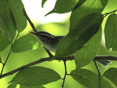Phylloscopus coronatus
