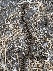 Pituophis catenifer catenifer