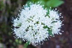 Valeriana sitchensis