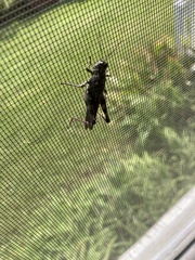 Melanoplus punctulatus