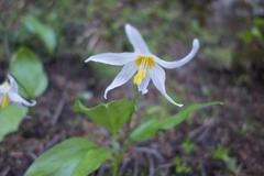 Erythronium montanum