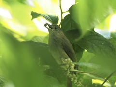 Iole viridescens cinnamomeoventris