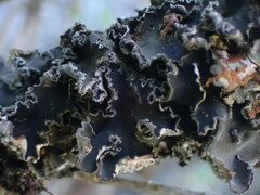 Peltigera collina