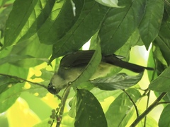 Iole viridescens cinnamomeoventris