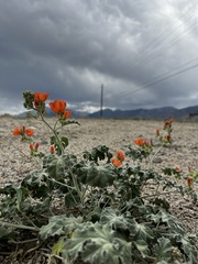 Sphaeralcea ambigua