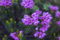 Phyllodoce empetriformis