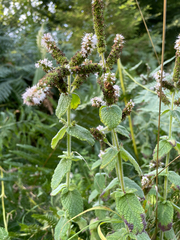 Mentha suaveolens