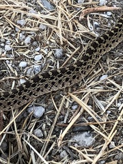 Pituophis catenifer catenifer