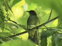 Iole viridescens cinnamomeoventris