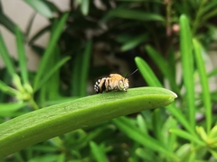 Zonamegilla