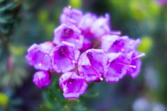 Phyllodoce empetriformis