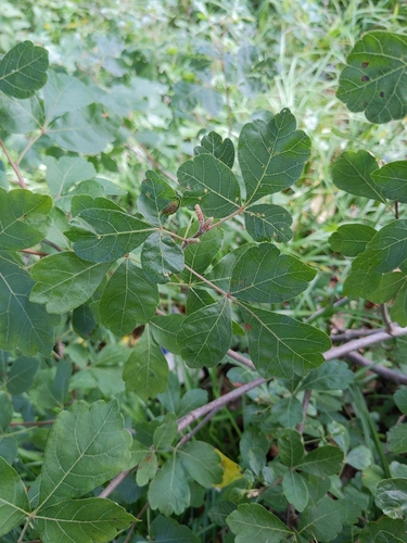 Rhus aromatica