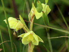 Pterygodium catholicum