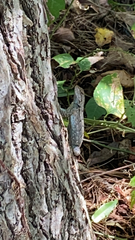 Sceloporus consobrinus