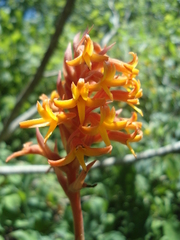 Dichromanthus cinnabarinus