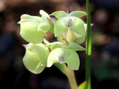 Pterygodium catholicum