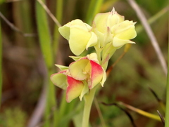 Pterygodium catholicum