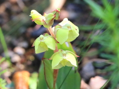 Pterygodium catholicum