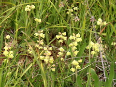 Pterygodium catholicum