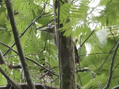 Picus viridanus