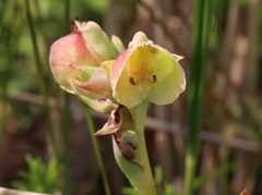 Pterygodium catholicum