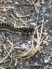 Pituophis catenifer catenifer