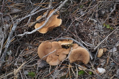 Lactarius helvus