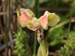 Pterygodium catholicum