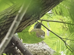 Picus viridanus