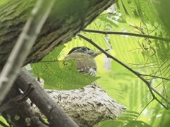 Picus viridanus
