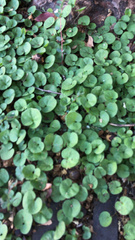 Dichondra carolinensis