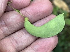 Phaseolus polystachios