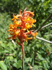 Dichromanthus cinnabarinus