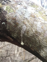 Eublemmistis chlorozonea