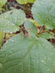 Polistes nimpha