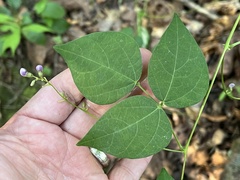 Phaseolus polystachios