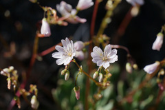 Lewisia columbiana