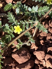 Tribulus