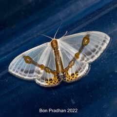 Macrocilix mysticata