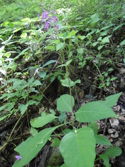 Pseuderanthemum alatum